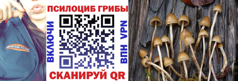 Псилоцибиновые грибы мицелий Асино